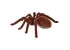 Remote Controlled TARANTULA Spider + PILOT 6