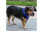 Pressureless walking harness adjustable reflector for dog cat + leash size XL 6