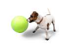 Giant tennis ball XXL 24cm dog toy 5
