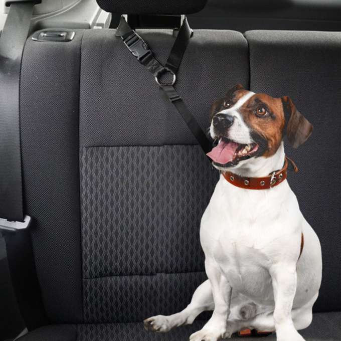 Car seat belt leash for dog cat