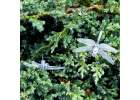Solar garden lights dragonflies 6,5m 30LED multicolor 5