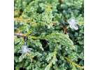 Solar garden lights flowers 7m 50LED multicolor 5