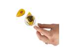 Archaeological excavation set insects in amber 7