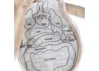 Lalka maskotka nauka anatomii chłopiec 3