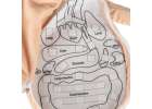 Lalka maskotka nauka anatomii dziewczynka 6