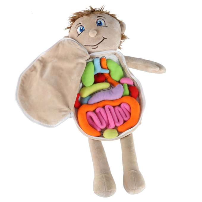 Mascot doll learning anatomy boy