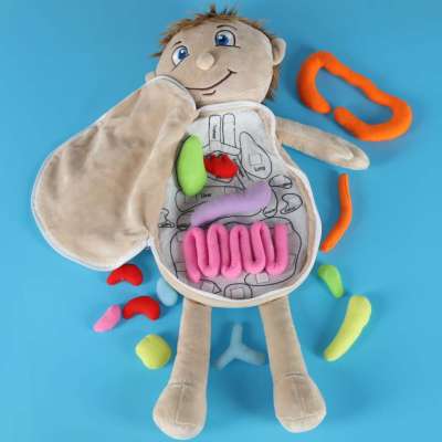 Mascot doll learning anatomy boy