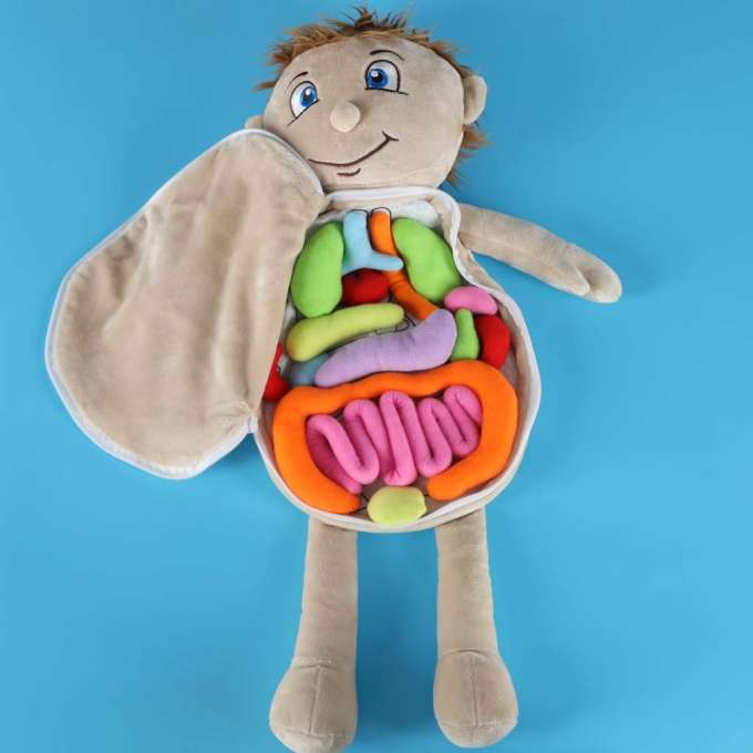 Mascot doll learning anatomy boy