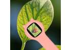Optical microscope digital loupe 500x 2Mpx pink 12